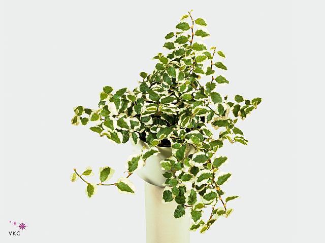 Ficus pumila mix