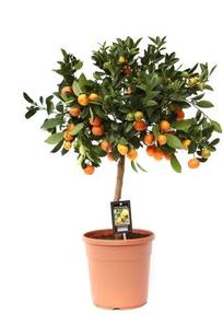 Ficus pumila mix