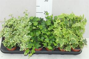 Hedera helix mix 6 varieties 