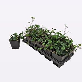 Hedera helix mix 6 varieties