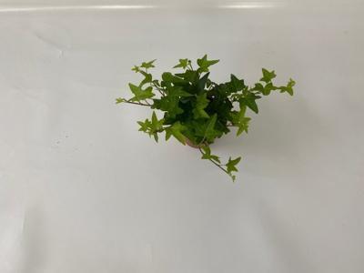 Hedera helix mix 6 varieties