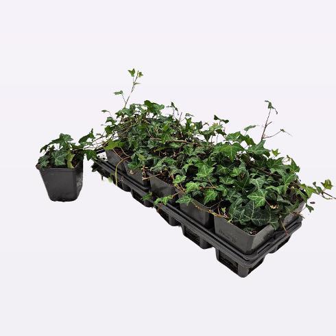 Hedera helix mix 6 varieties