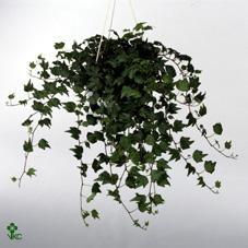 Hedera helix - závěs 100cm