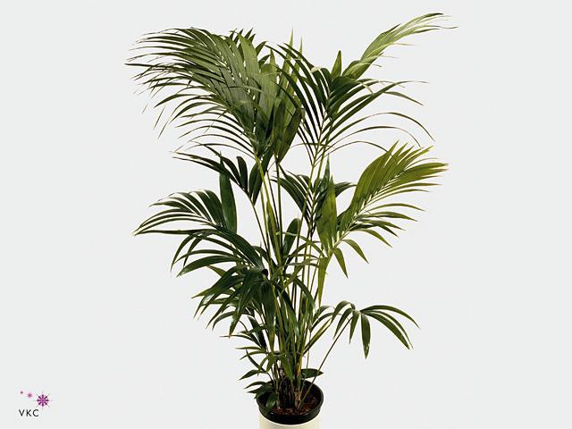 Howea forsteriana