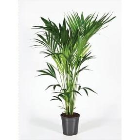 Howea forsteriana