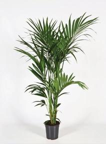 Howea Forsteriana 6PP