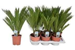 Howea forsteriana 5PP