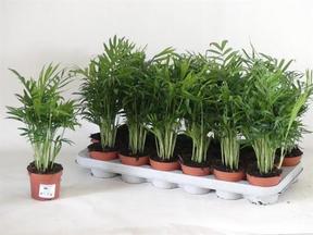 Chamaedorea elegans panašovaný