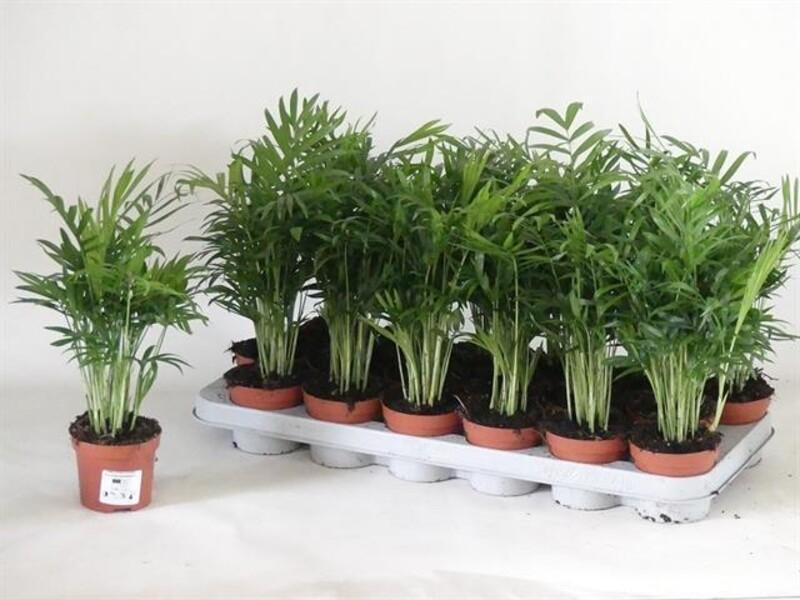 Chamaedorea elegans panašovaný