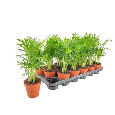 Chamaedorea elegans panašovaný