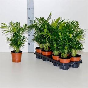 Chamaedorea elegans