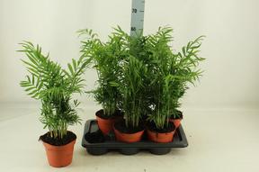 Chamaedorea elegans