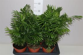 Chamaedorea elegans