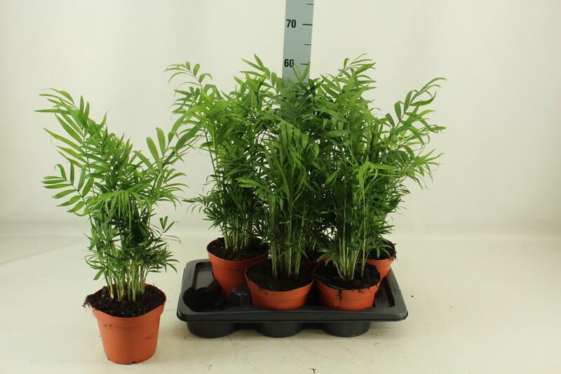 Chamaedorea elegans