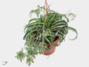 Chlorophytum CZ