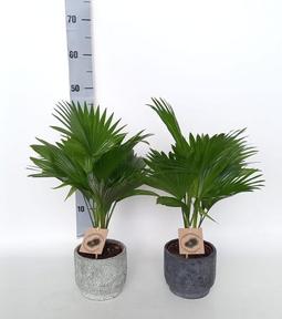 Livistona rotundifolia