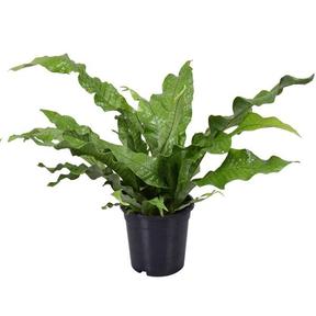 Microsorum