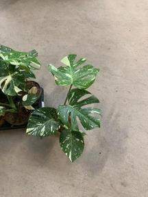 Monstera deliciosa Variegata
