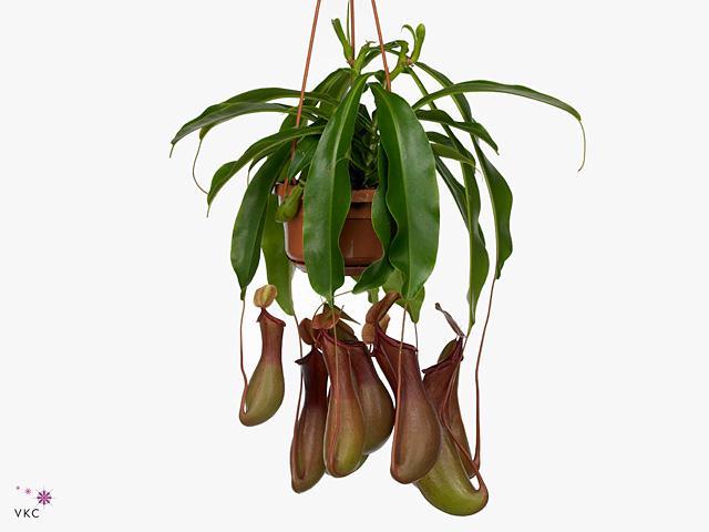 Nepenthes