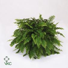 Nephrolepis Green Lady