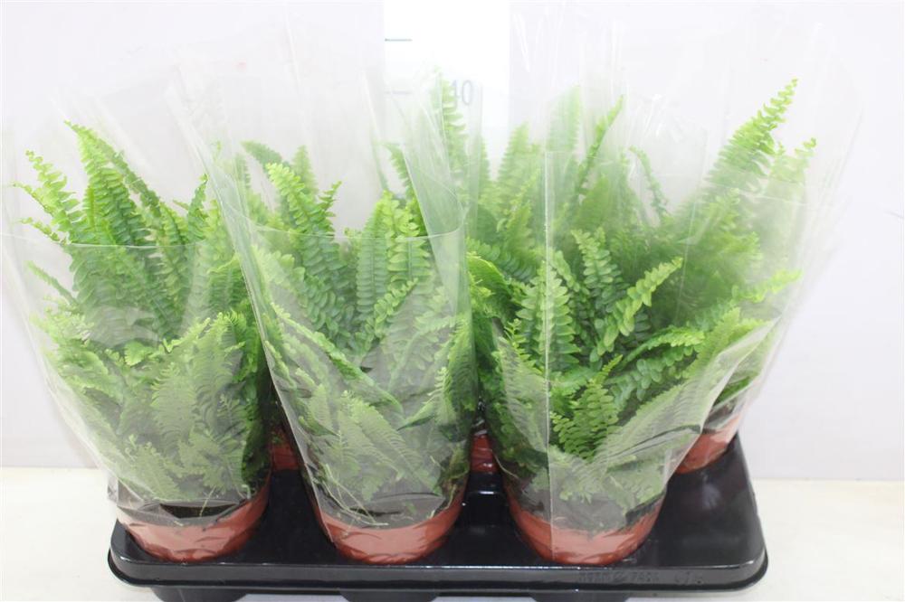 Nephrolepis Green Lady