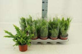 Nephrolepis Green Moment