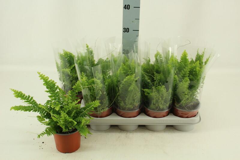 Nephrolepis Green Moment