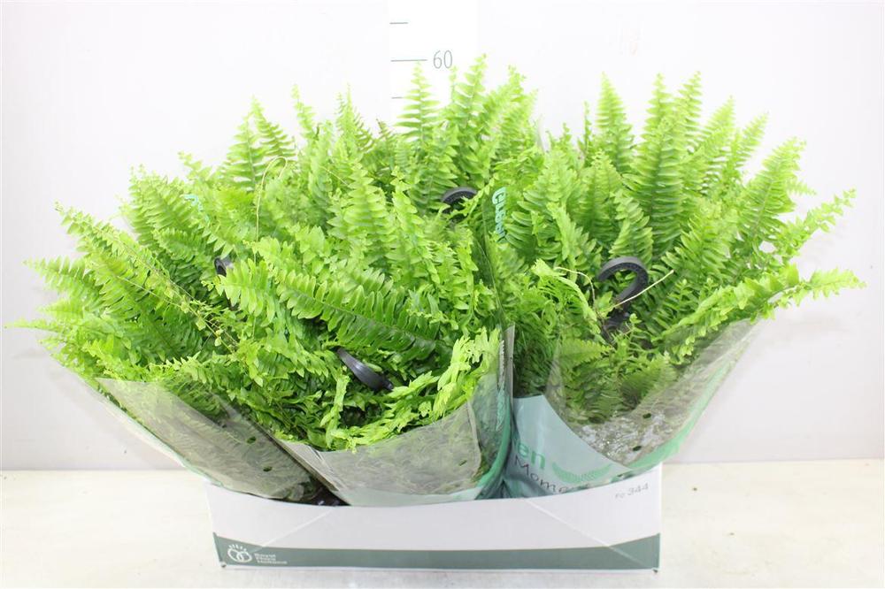 Nephrolepis Green Moment závěs
