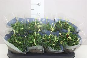 Peperomia caperata Lilian