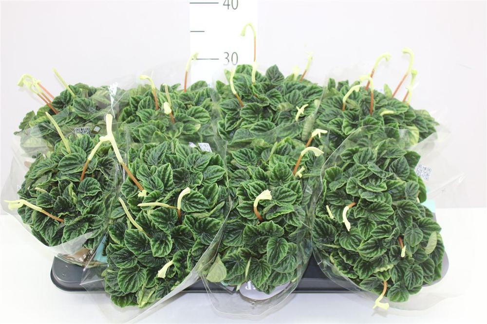 Peperomia caperata Lilian
