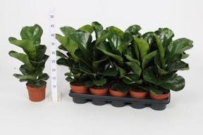 Peperomia obtusifolia mix (Green+ Green-Gold)