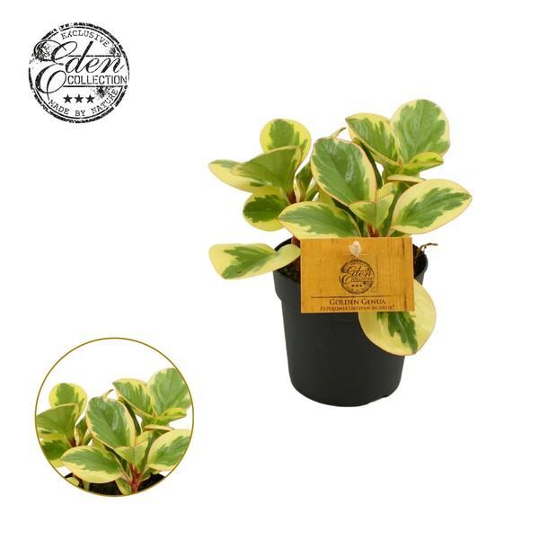 Peperomia obtusifolia mix (Green+ Green-Gold)