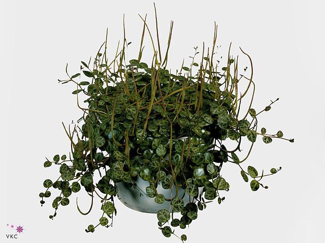 Peperomia rotundifolia