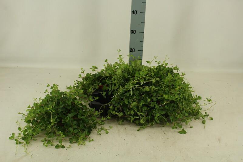 Peperomia rotundifolia