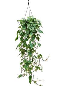 Philodendron scandens 13PP