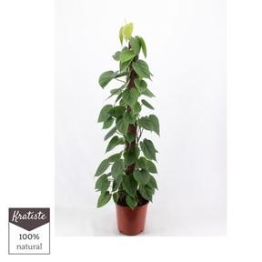 Philodendron scandens 13PP