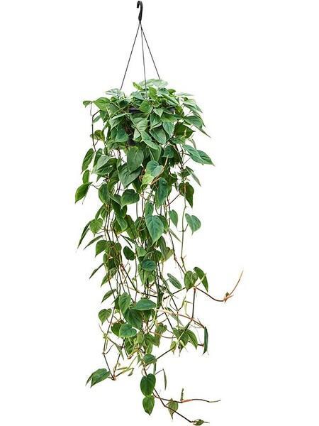 Philodendron scandens 13PP