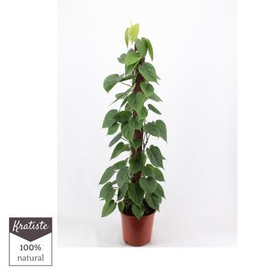 Philodendron scandens 13PP