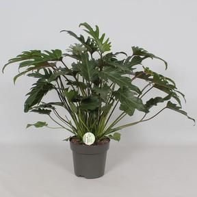 Philodendron Xanadu