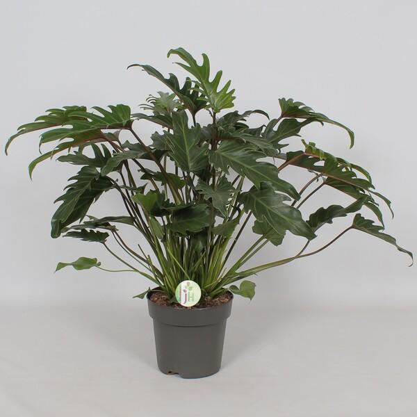 Philodendron Xanadu