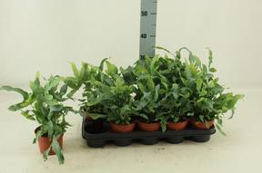 Phlebodium aureum Blue Star