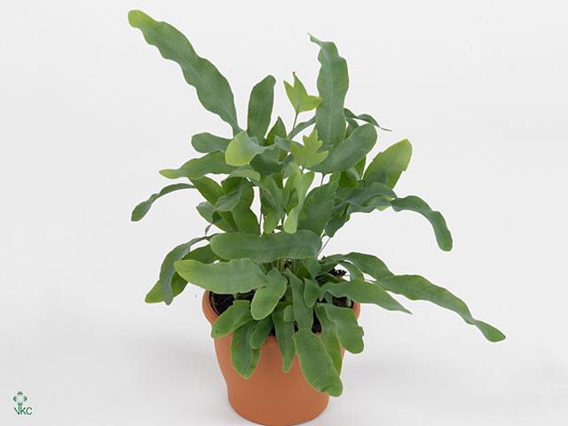 Phlebodium aureum Blue Star