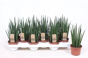Sansevieria bacularis Mikado