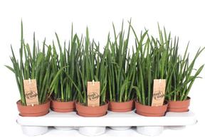 Sansevieria bacularis Mikado