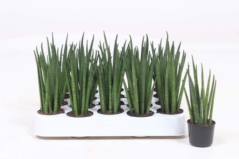 Sansevieria cylindrica