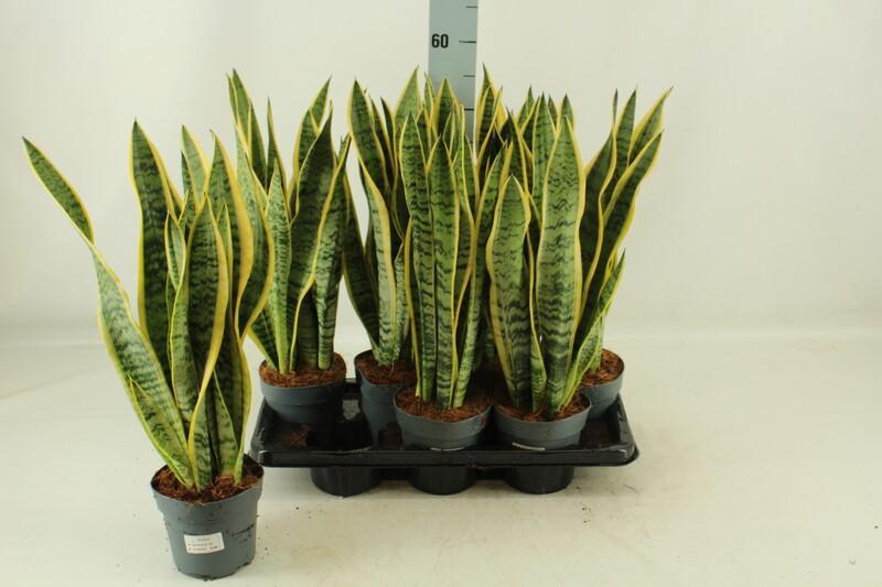 Sansevieria Laurentii