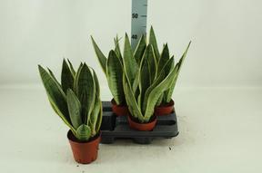 Sansevieria trifasciata