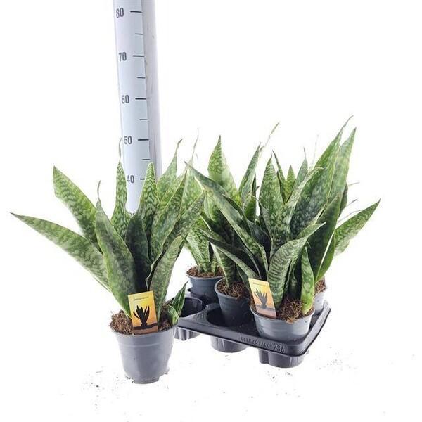 Sansevieria trifasciata