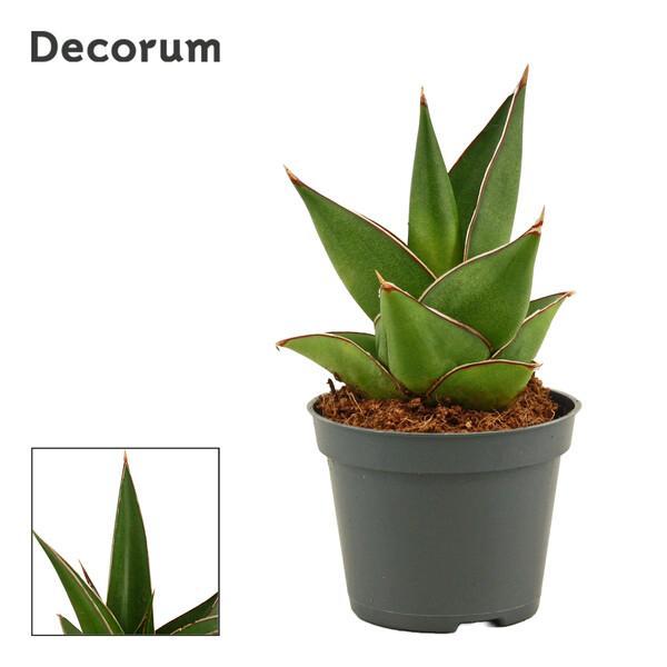Sansevieria mix mini