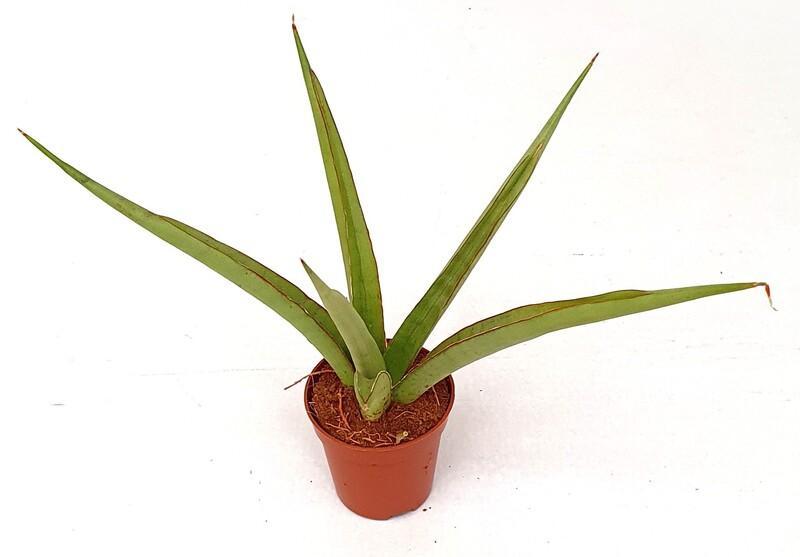 Sansevieria mix mini